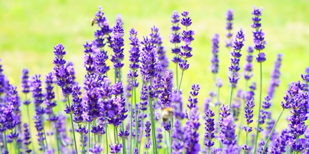 lavanda-ulei