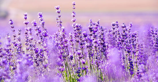 fiori_lavanda